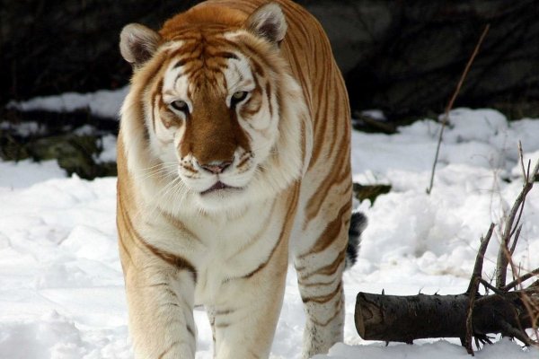 Купить наркоту