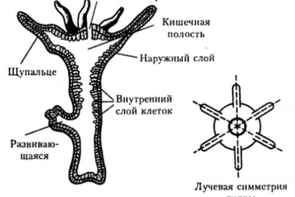 Не могу зайти на сайт кракен